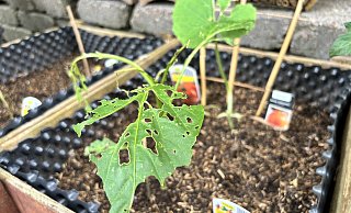 Das Hochbeet konnte die jungen Tomaten- und Paprikapflanzen unseres Redakteurs nicht schützen. Die aktuelle Schneckenplage treibt Hobbygärtner zur Verzweiflung. - Eike Horstmann