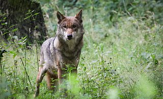 Im Kreis Gütersloh soll ein Wolf gesehen worden sein. - Symbolfoto/dpa