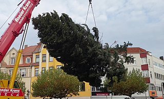 Der Herforder Weihnachtsbaum hängt am Kran. - Elena Ahler