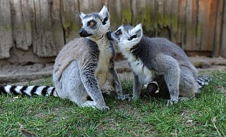 Bei den Kattas im Tierpark Ströhen ist immer was los. Und zwischendurch ist immer Zeit, um mal auf Tuchfühlung zu gehen. - Joern Spreen-Ledebur