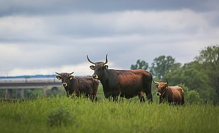 Heckrinder grasen friedlich in der Johannisbachaue. Über den Viadukt rast ein ICE vorbei. Kommt eine neue Trasse, wäre die Aue in Gefahr. - Sarah Jonek