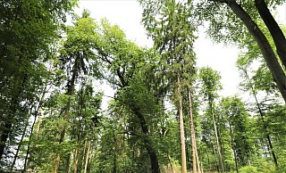 Die Egge wird nach den Resultaten der Bürgerentscheide in den Kreisen Paderborn und Höxter nicht als Nationalpark ausgewiesen. - Simone Flörke