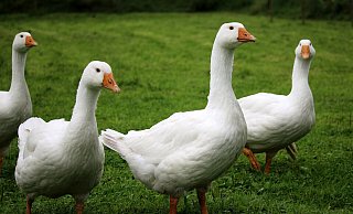 Hausgeflügel darf zurzeit nicht mit Wildvögeln in Kontakt kommen. - Symbolbild Pixabay