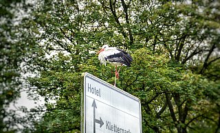 Störchin "Frau Meier" in ihrem neuen Eigenheim inklusive Vollverpflegung. - Michaela Heinze