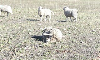 Mit solchen Fotos dokumentieren die Tierschützer die schlechten Bedingungen der Schafherde: Dieses Schaf lag auf der Seite und konnte nicht mehr alleine aufstehen. - Astrid Reinke