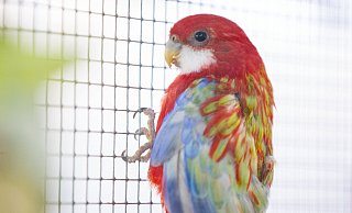Seit seine Henne im Oktober 2020 starb, ist Prachtrosella Henry ganz allein. Er sucht dringend ein Zuhause inklusive neuer Rosella-Partnerin. - Oliver Krato