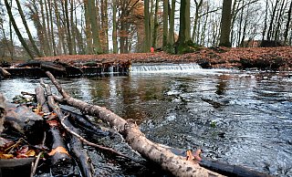 Vor einiger Zeit war bekannt geworden, dass in trockenen Sommern der Salzgehalt der Gütersloher Lutter derart hoch ist, dass das biologische Leben in dem Fluss leidet. - Andreas Frücht