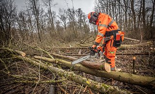 Für den Ausbau der Weser-Lutter müssen zahlreiche Bäume fallen. - Mike-Dennis Müller / www.mdm.photo