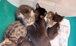 Hier befinden sich die sieben Katzen noch in der Box. Die kleine getigerte Katze ist unterernährt. Derzeit versuchen die Mitarbeiter vom Tierheim alles, damit sie durchkommt. - Tierheim Bünde