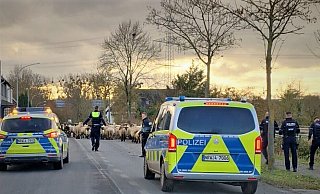 Etwa 60 Schafe sind am Dienstag in Richtung der B1 ausgebüxt - die Polizei hatte Mühe, einige der Lämmer einzufangen. - Polizei Paderborn