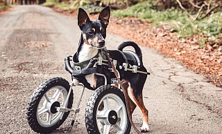 Mit seinem Rollstuhl kann der lauffreudige Pepe nun auch wieder längere Spaziergänge machen. - Janine Kromminga