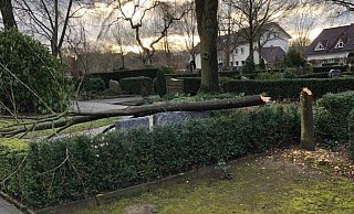 Die Linde auf dem Friedhof in Brakel steht nicht mehr. - Polizei