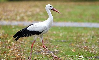 „Mein Name ist Meier“ – stimmt, aber bei dem Storch handelt es sich nicht um ein männliches, sondern ein weibliches Tierchen. - Peter Unger