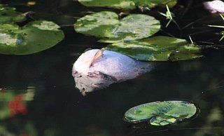 Zahlreiche tote Fische in der Hessel zwischen Sassenbeg und Peckeloh. - Udo Engbert