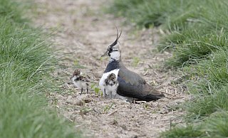 Kiebitze brüten am Boden und werden daher leicht von freilaufenden Hunden oder Katzen verjagt. - Biologische Station