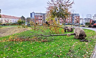 Der Paderborner Park erhielt nach den Schäden durch einen Tornado einige Neuerungen. - rw-system