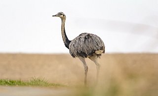 Einer der großen Laufvögel war zuletzt am Desenberg unterwegs. - Ruben Emme