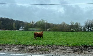 Nach dem Unfall marschierte das Rind weiter auf eine Wiese - um dort zu grasen. - Paul Brinkmann
