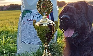 Riesenschnauzer-Hündin Quitu mit dem Siegerpokal und einem großen Sack Hunde-Trockenfutter, das es als Belohnung gab. - Karsten Schulz