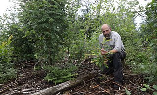 Förster Markus Uhr freut sich, wie schön sich die angepflanzten Ess-Kastanien im Wald bei Bergkirchen entwickelt haben. - Jörg Stuke