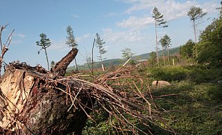 Der Waldboden ist extrem trocken. Ein kleiner Funken könnte einen Brand verursachen. - Uwe Müller