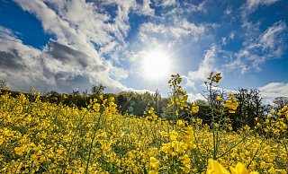 Das Wetter wird bereits ab Freitag deutlich milder. Am Wochenende kann es bis zu 20 Grad warm werden. - dpa