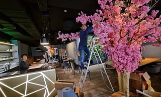 Während Duc Thu Nguyen die letzten Blüten der vietnamesischen Pfirsichblüte anbringt, richtet sein Bruder Duc Thao schon einmal die Sushi-Bar ein. - Moritz Trinsch