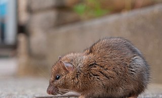 So niedlich die kleinen Nager vielleicht auch aussehen: Ratten können Krankheiten übertragen. - picture alliance / imageBROKER