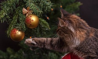 Auch wenn das Haustier sicher noch länger Spaß an den Kugeln hätte, ist Anfang Januar bei den meisten Menschen die Zeit für den Tannenbaum vorbei und er muss raus. - Pixabay