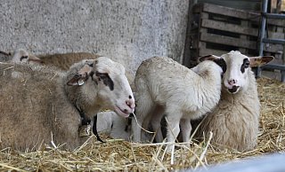 Im Frühjahr werden auf Hof Steckenpferd viele Lämmer geboren. Dabei sollen die Kita-Kinder auch mal zuschauen. - Anne Neul