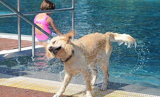 Alle Vierbeiner ins Wasser: Mit dem beliebten Hundeschwimmen endet auch dieses Jahr die Saison im Freibad Rahden. - Joern Spreen-Ledebur