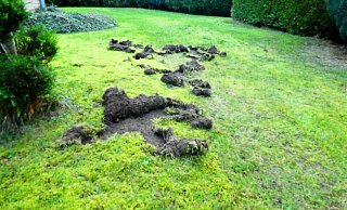 Viele Vorgärten im Kreis – wie hier in Höxter – sehen aktuell so aus. - Michaela Bast