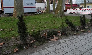 Die Heckenpflanzen am Inowroclaw-Platz zerstört - Stadtwerke Bad Oeynhausen
