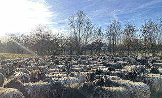 Draußen warten die Heidschnucken bis die Schäfer im Stall alles vorbereitet haben. - Jennifer Retslav