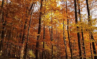 Indem Laubbäume ihre Blätter abwerfen, sichern sie ihr Überleben. Der Buchenwald sorgt vielerorts im Kreis Paderborn für einen goldenen Herbst. - stefan befeld - wald und holz nrw