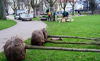 Anfang des Jahres sind im Riemekepark die ersten neuen Laubbäume geplanzt worden - der überwiegende Rest soll im Herbst folgen. - Ralph Meyer
