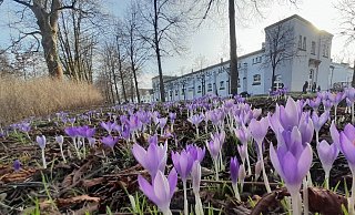 Der Winter war noch kaum da, da ist schon der Frühling unterwegs. Im Schlosspark in Schloß Neuhaus blühen schon Krokusse. - Uwe Müller