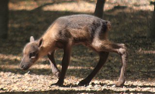 Rentierbaby Magnus ist seit Dienstag auf der Welt und fühlt sich im Herforder Tierpark offenbar sehr wohl. - Björn Kenter