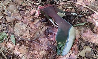 Ein hochhackiger Damenpumps fernab aller Wege im Wald zwischen Brakel und Höxter. - privat