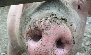 Politiker und auch die Verbraucher müssten endlich die Weichen stellen für eine nachhaltige, tiergerechte und umweltschonende Landwirtschaft, fordern die Rahdener Grünen. - Jeanette Salzmann