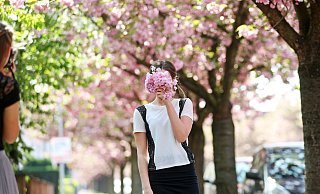 Ein Meer aus Blüten - Kirschblüte Auf dem Langen Kampe in Bielefeld - Sarah Jonek