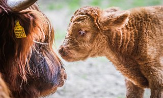 Kleines Hochlandrind mit Mama - ein echter Hingucker. - Sarah Jonek