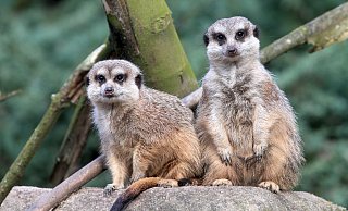 Die possierlichen Erdmännchen sind die Clowns im Tierpark. - Frank-Michael Kiel-Steinkamp