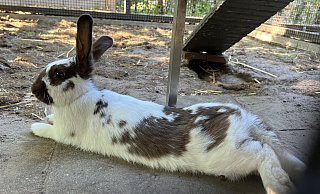 Die Kaninchen im Rietberger Gartenschaupark sollen jetzt mehr Rückzugsmöglichkeiten haben. - Birgit Vredenburg