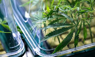 Durch seine Flucht aus dem Fenster eines Wohnhauses in Gütersloh, führte ein 41-Jähriger die Polizei zu einem Drogenlager. - Symbolbild/dpa