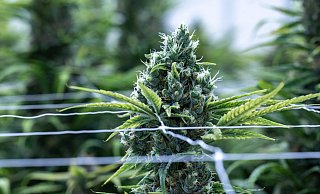 Eine illegale Cannabis-Plantage ist von der Paderborner Polizei in einem Salzkottener Gewerbegebiet ausgehoben werden. (Themenbild) - Hendrik Schmidt/dpa/dpa-tmn