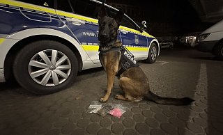Zollhund „Skadi“ nach getaner Arbeit mit seiner Beute – immerhin drei Päckchen mit Drogen. - Zoll