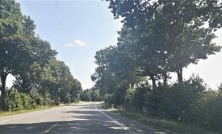 Östlich der B252 sollen Bäume für den 2plus1-Ausbau der Bundesstraße gefällt werden. - Simone Flörke