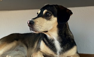 Mischlingshündin Tinka hat sich ein schattiges Plätzchen gesucht. - Privat