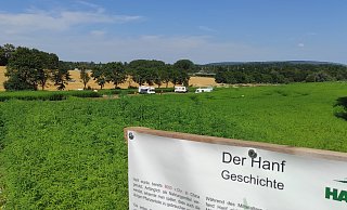 Das Hanf-Labyrith rückwärtig der Steinheimer Hanfzeit im vergangenen Sommer. Auf Infotafeln können sich Besucher über den Rohstoff informieren. - Svenja Ludwig